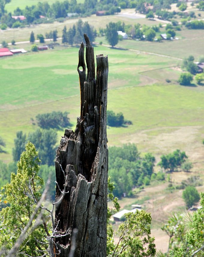 Holz 01