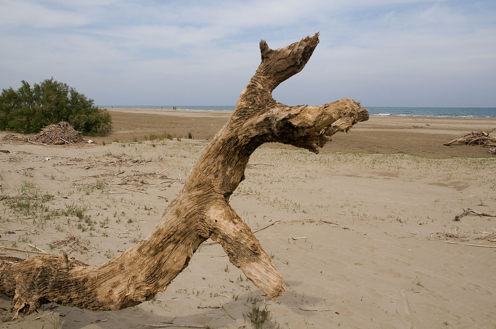 Holz   02