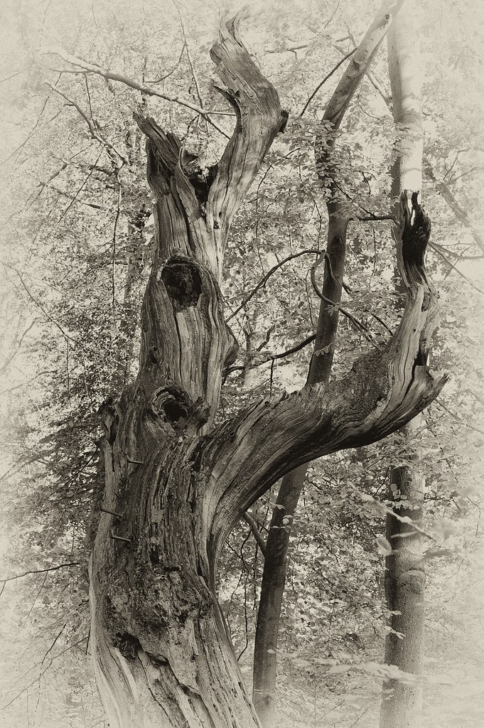 Holz 02