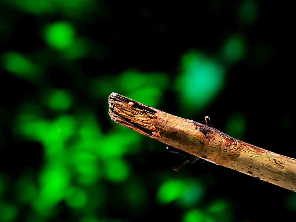 Holz.jpg