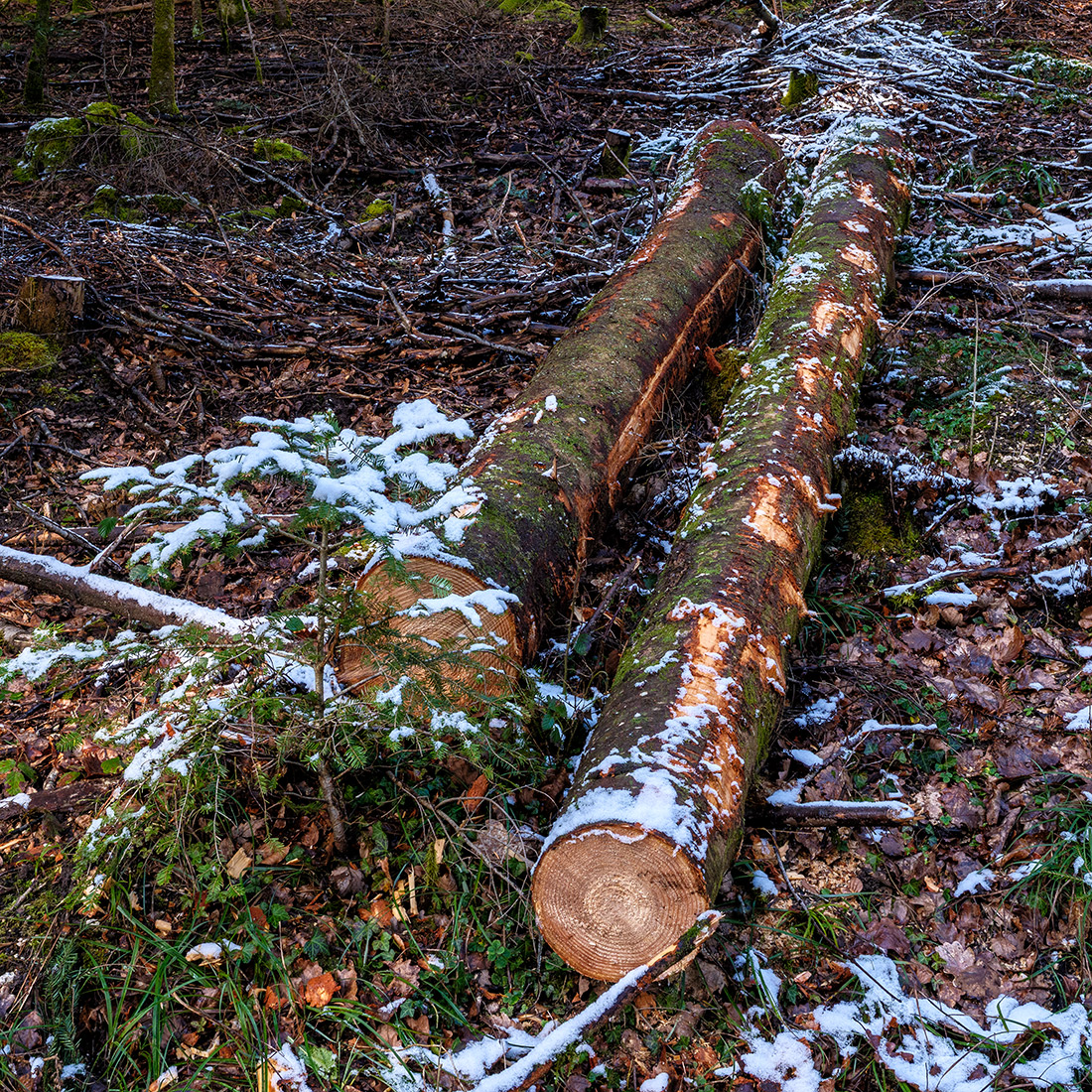 Holz.jpg