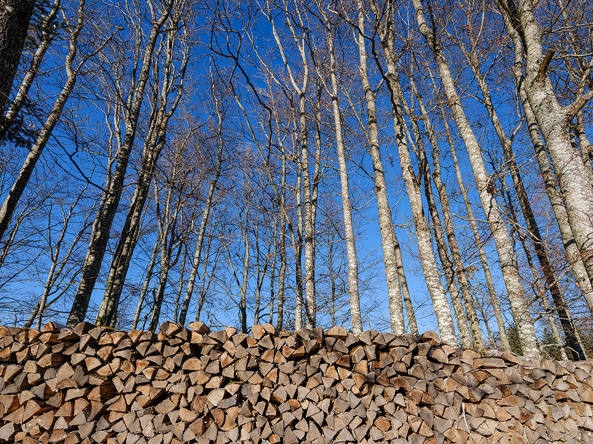 Holz.jpg