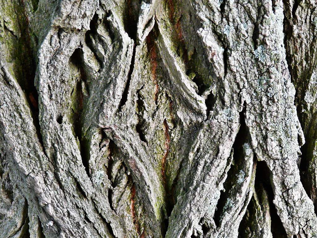 Holz-Rinde