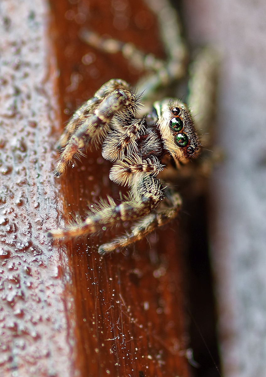 Holz-Zebraspringspinne.jpg