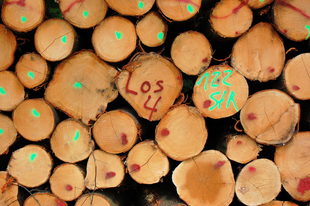 Holz