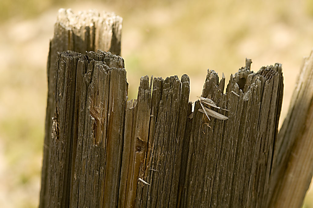 Holz