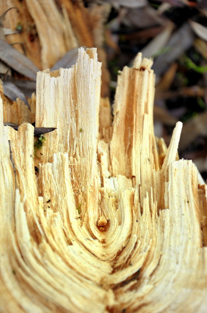holz