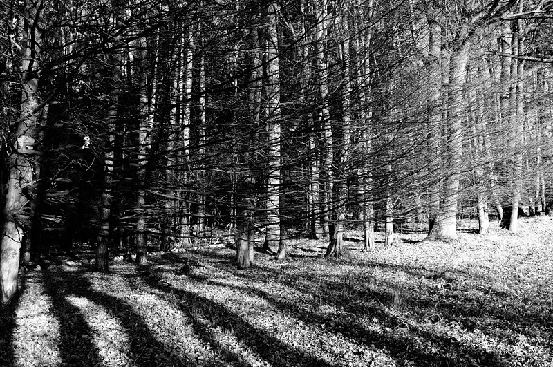 Holz03