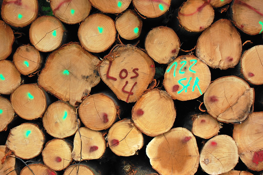 holz1