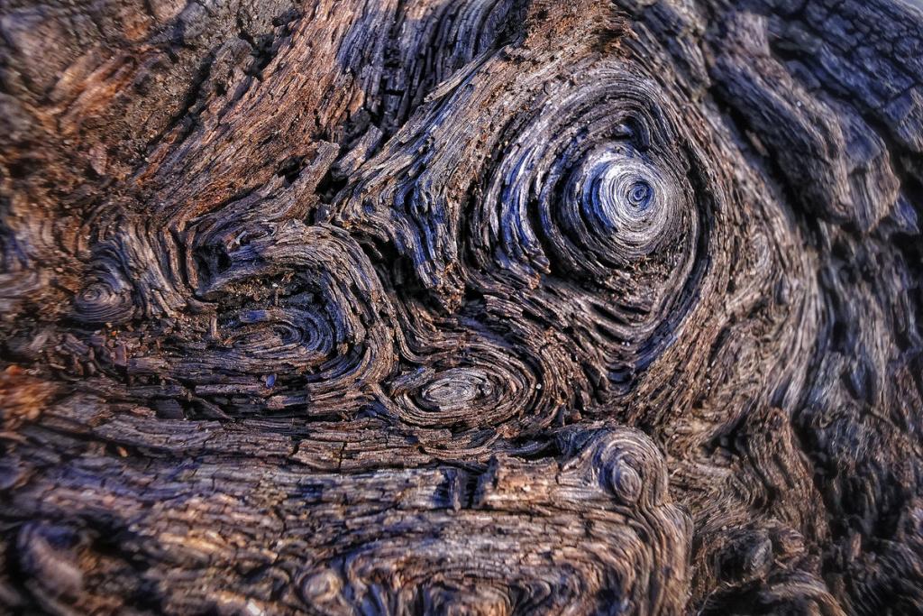 Holzauge