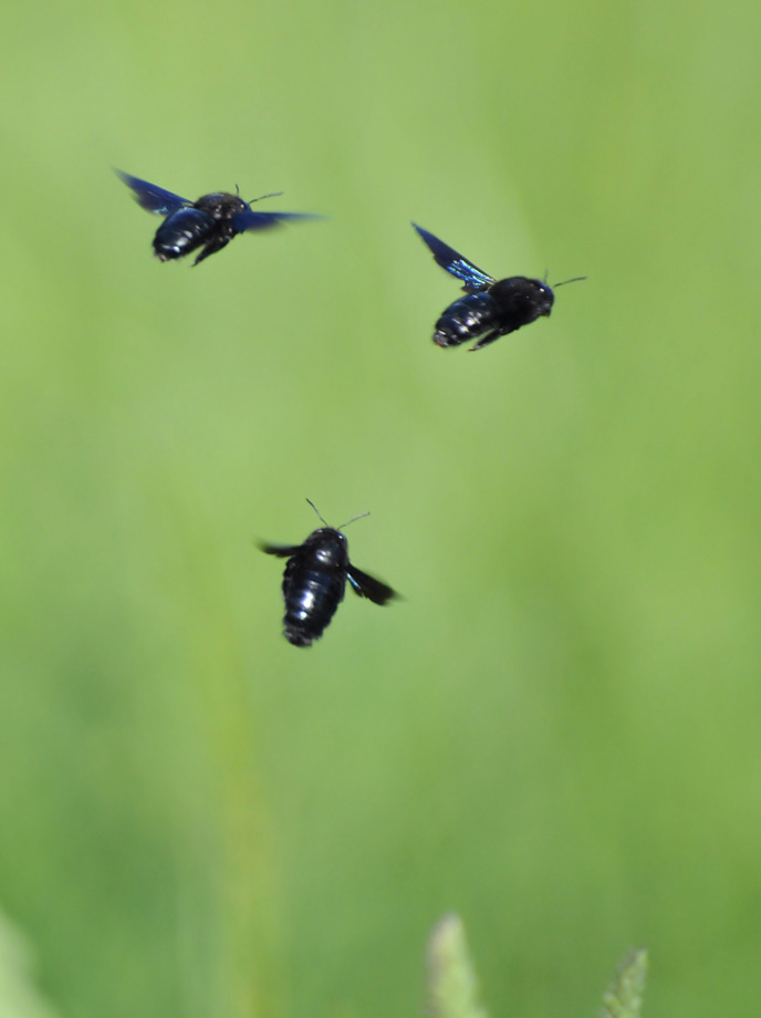Holzbiene Flug