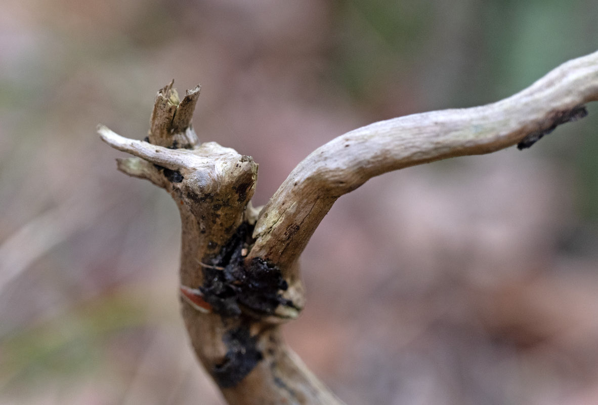 Holzgeist.jpg