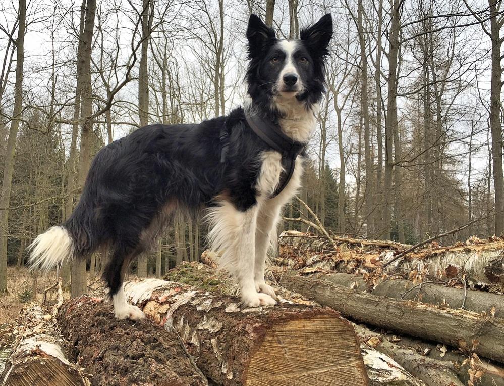 holzhund