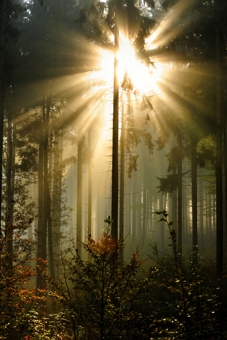 Holzland 03