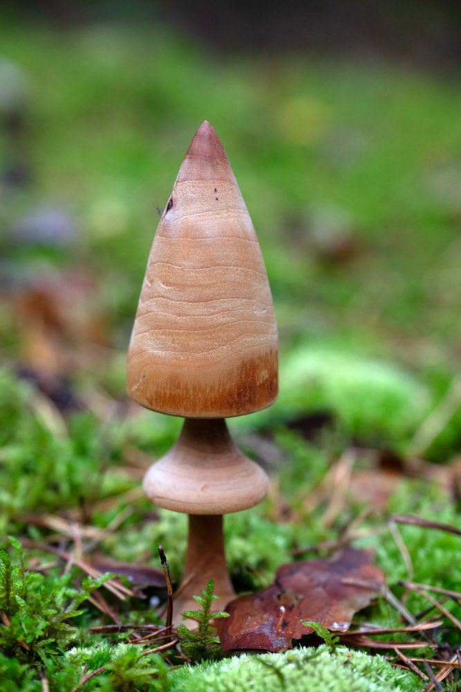 Holzpilz.jpg