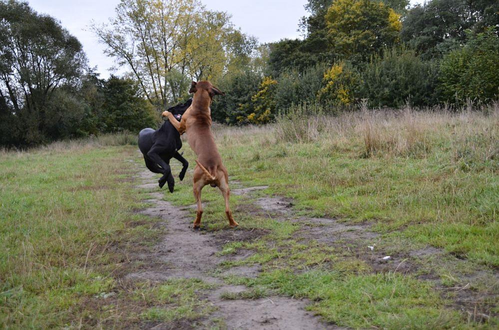 Honey und Bemba in Action