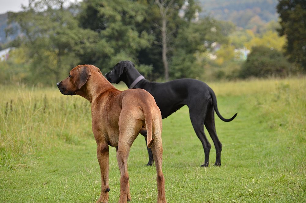 Honey und Bemba in Action