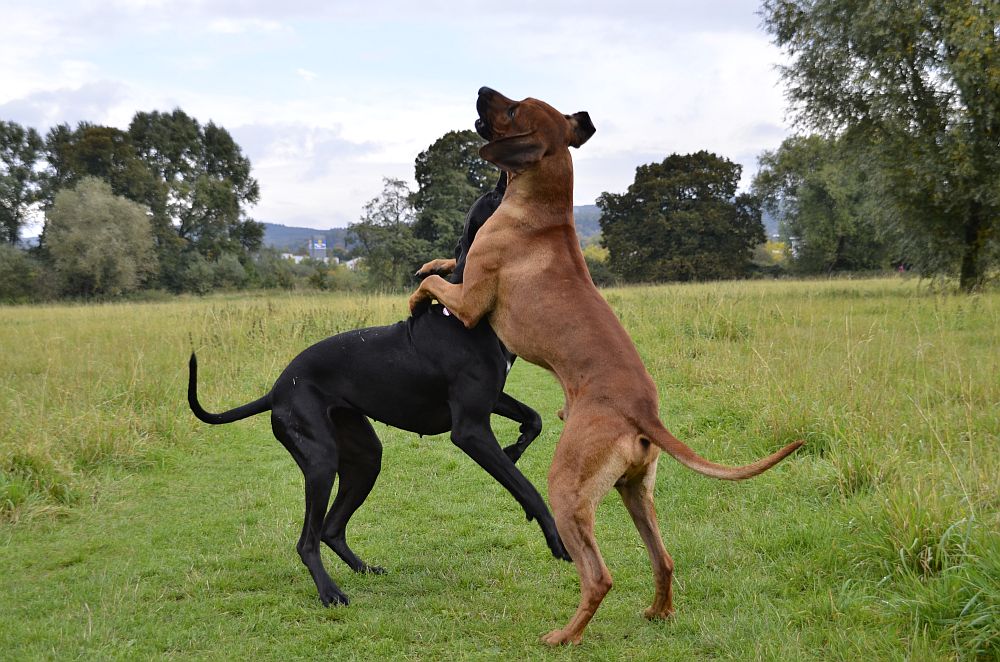 Honey und Bemba in Action