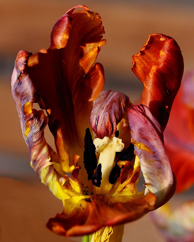 Honi soit qui mal y pense
D700, Sigma 150