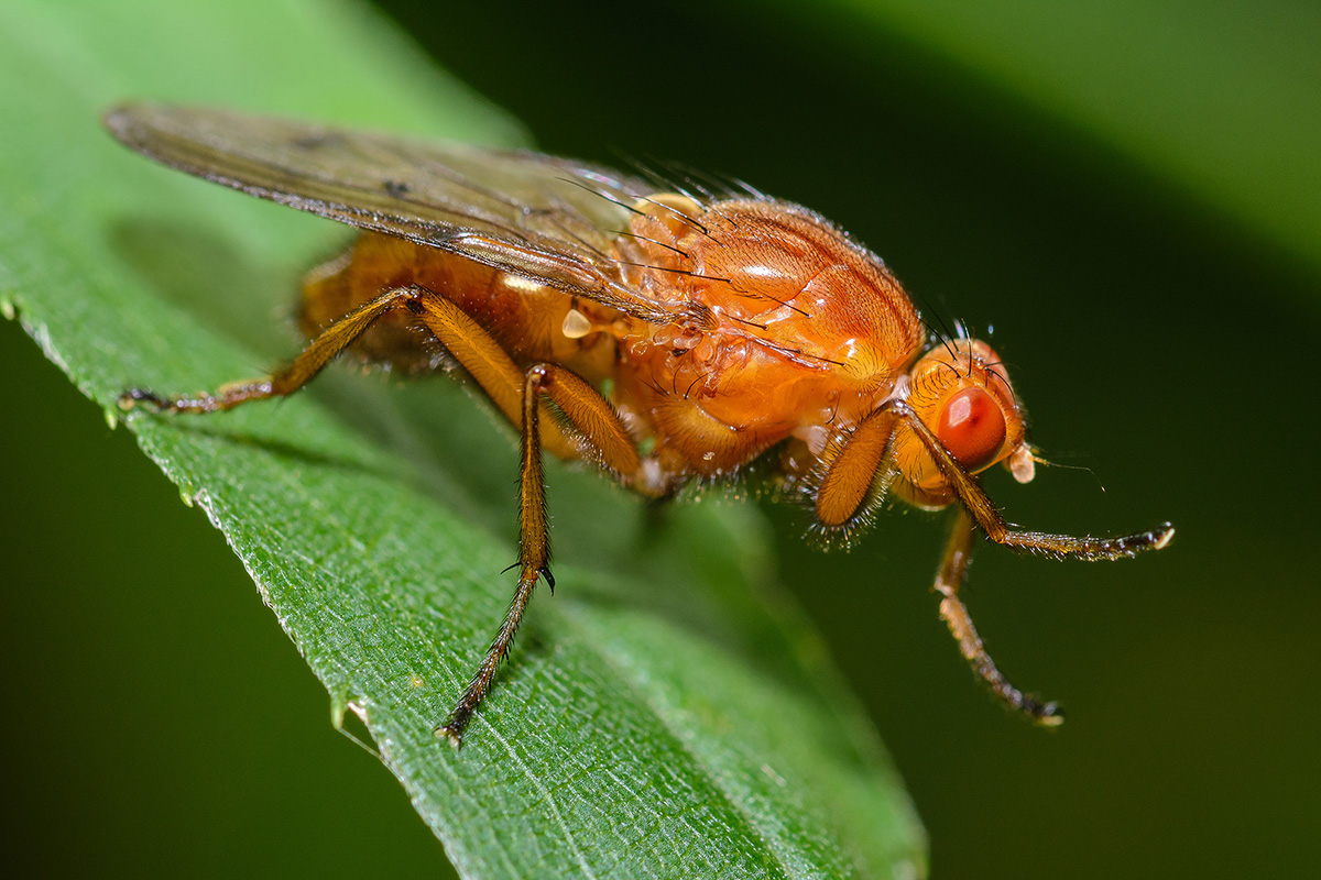 Honigfliege
