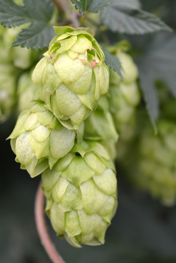 hopfen kl