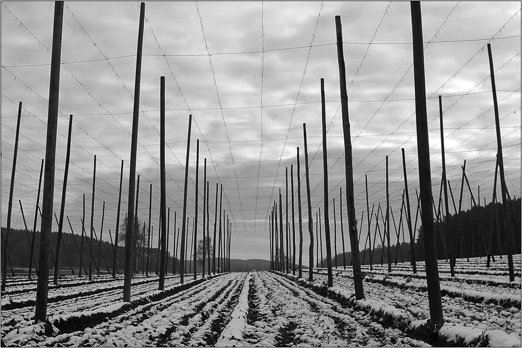 Hopfen