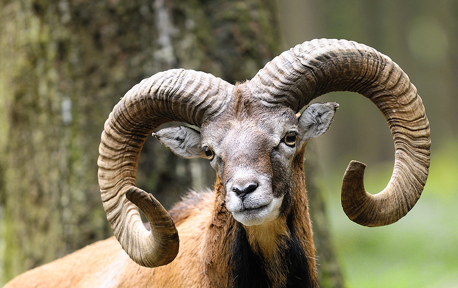 Horn