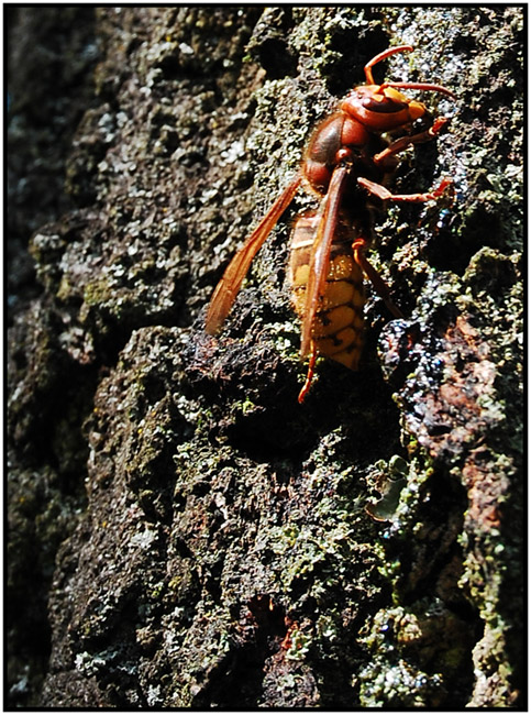 Hornisse
---------
Nikon D40 + AF-S NIKKOR 18-55 1:3 5-5.6 G II ED (KIT)
-------------------------------------------------------
Leider Qualität verri