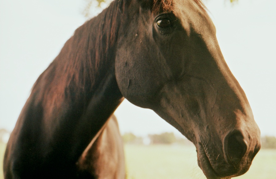 horse2