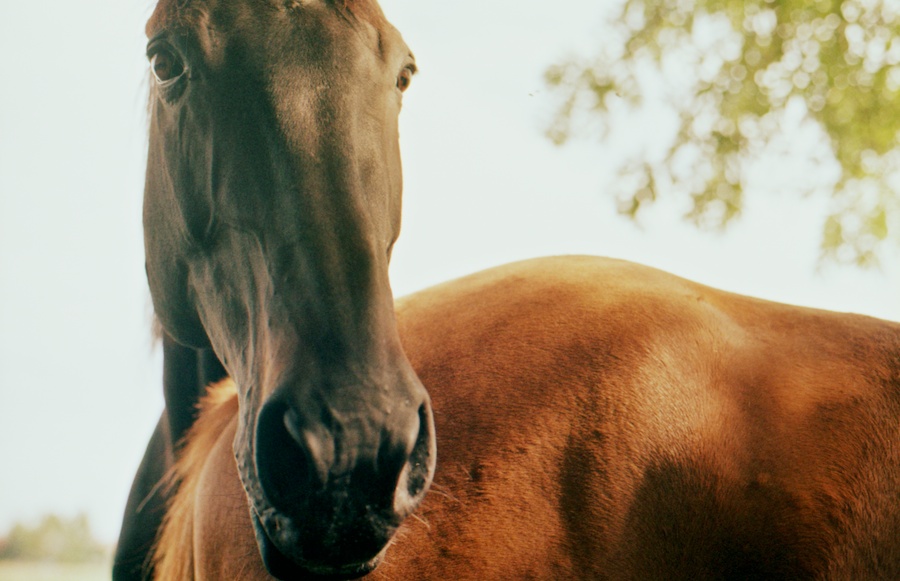 horse3