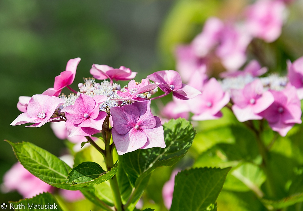 Hortensie