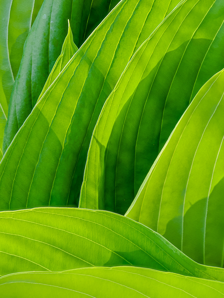 Hosta