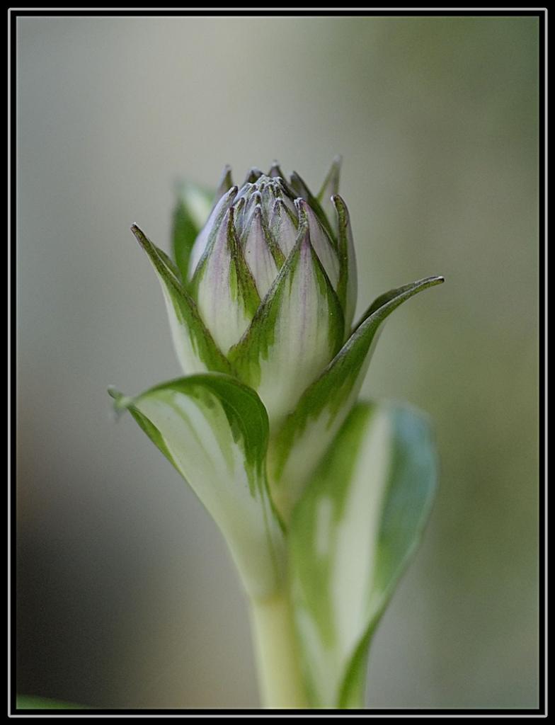 Hostablüte