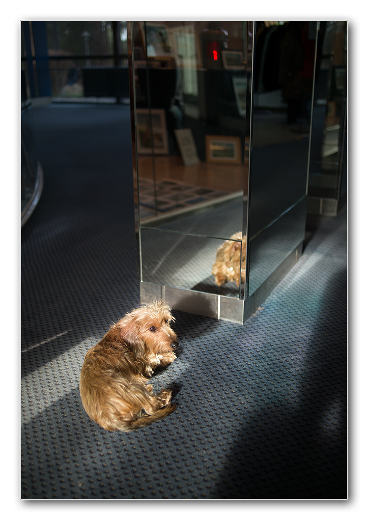 hotelhund2