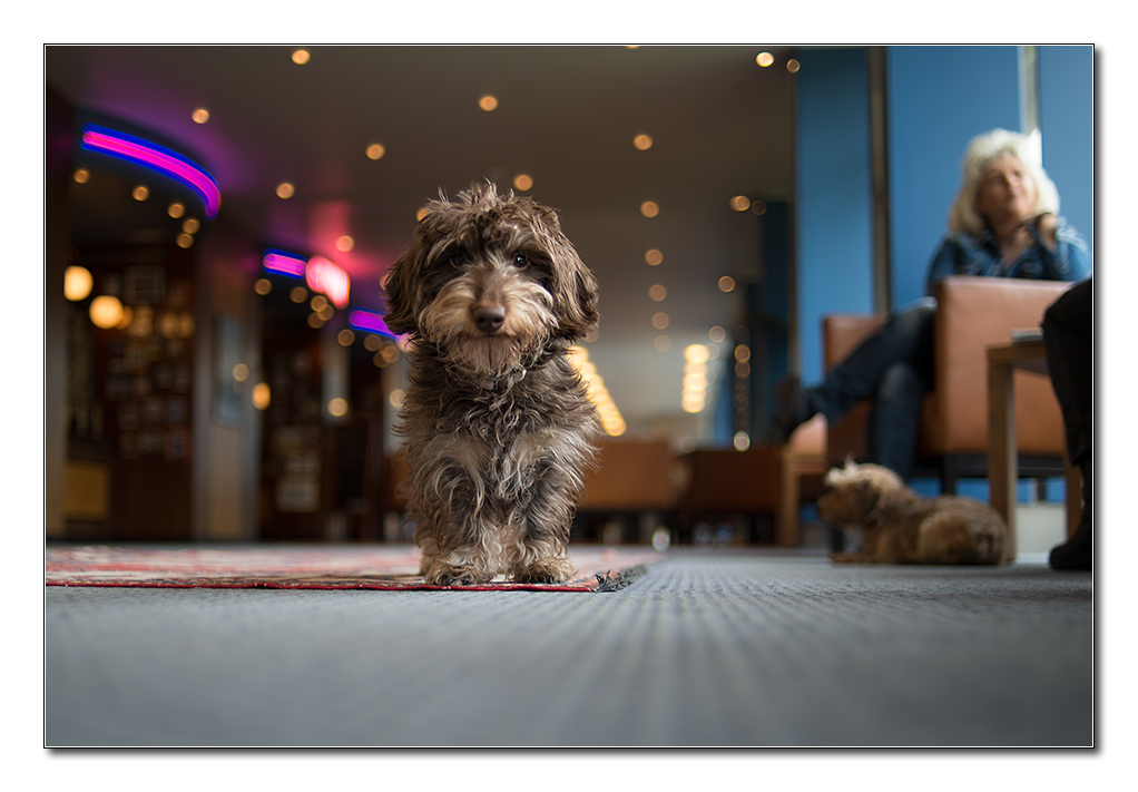 hotelhund3