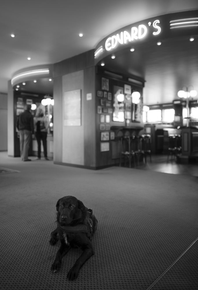 hotelhund4