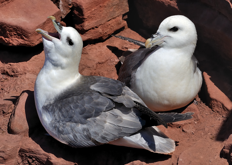 hoy fulmar1