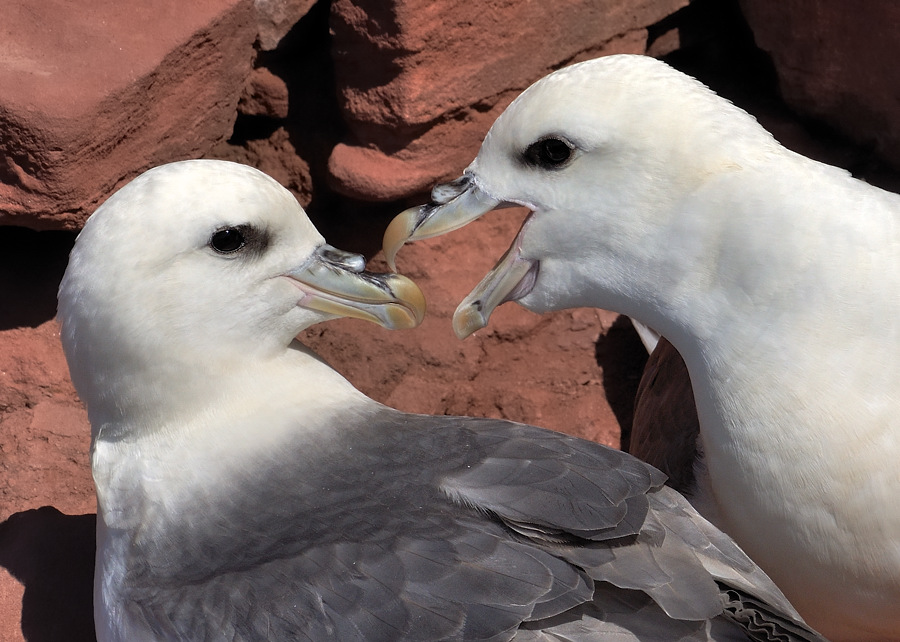 hoy fulmar4