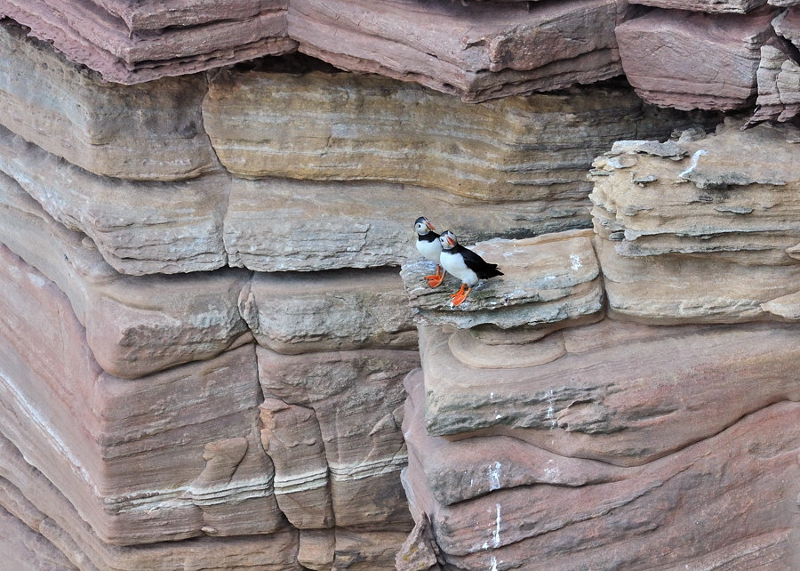 hoy puffin