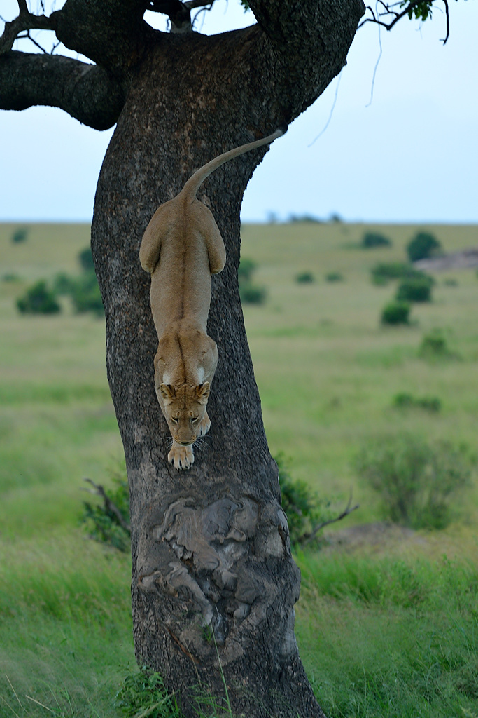 HS8 7142