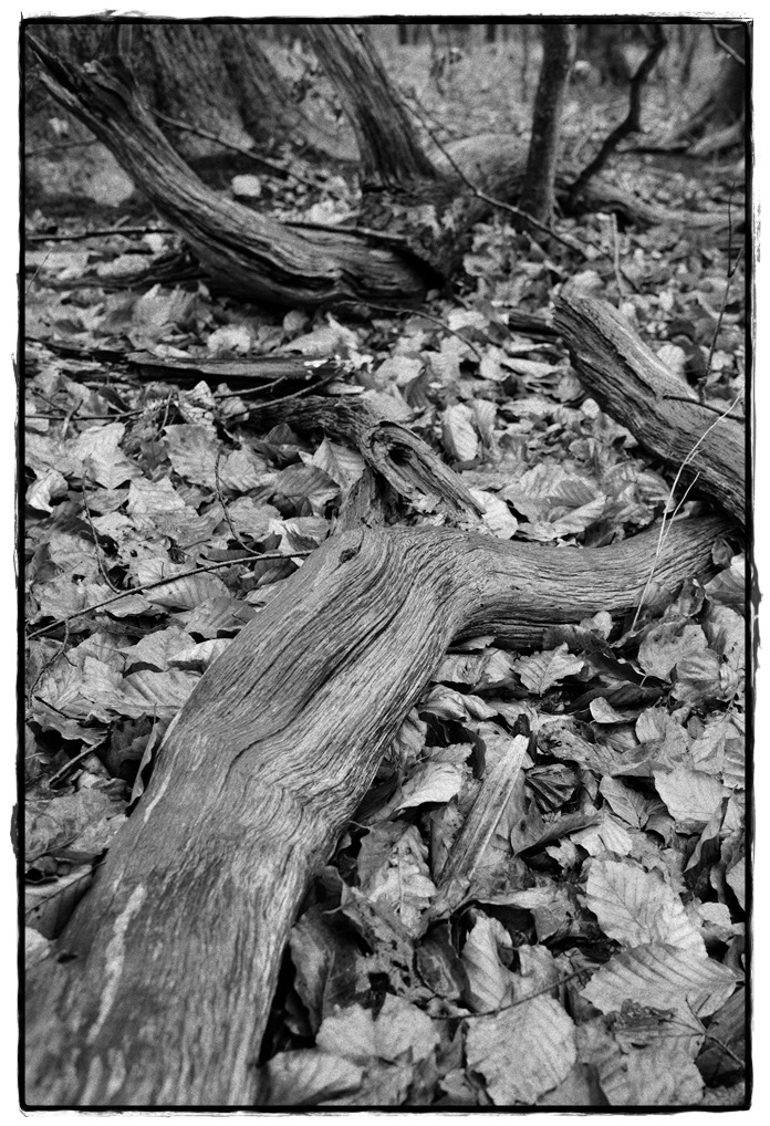 HST 1846 DxOFP ilford hps 800