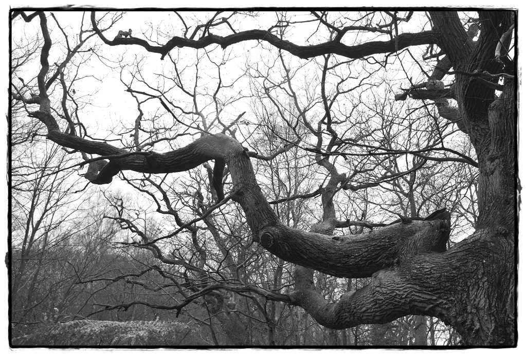HST 1855 DxOFP  ilford fp4 125