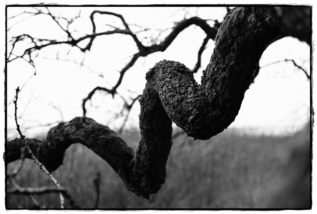 HST 1859 DxOFP ilford hps 800