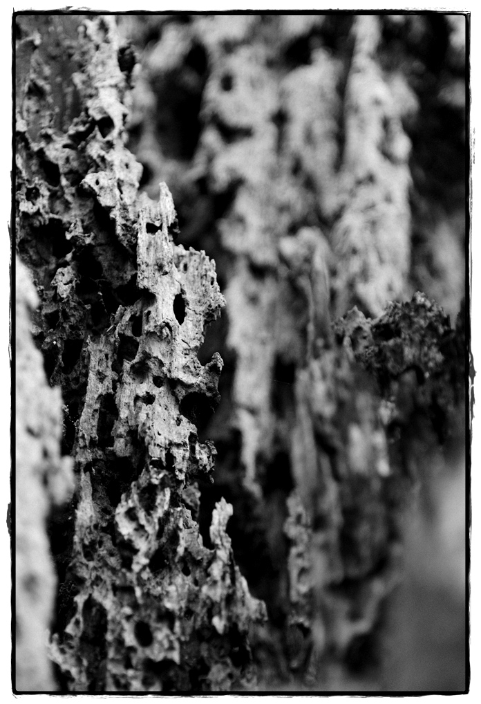 HST 1862 DxOFP ilford pan f plus 50 (2)