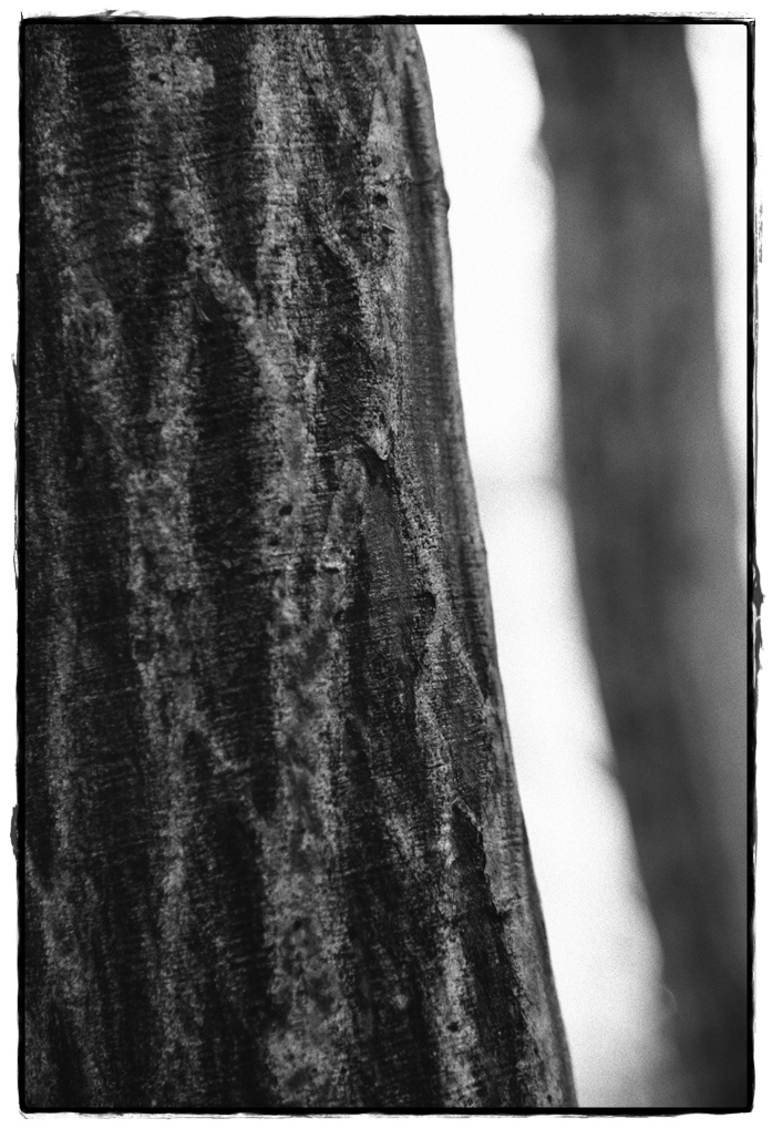 HST 1864 DxOFP ilford hps 800