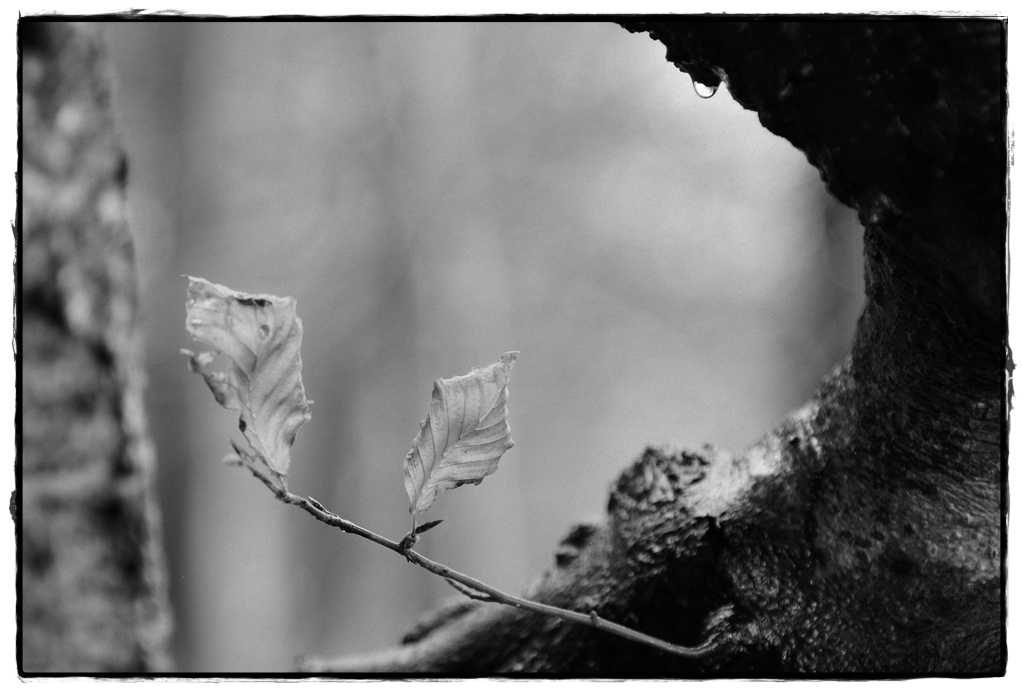 HST 1870 DxOFP ilford pan f plus 50 (2)