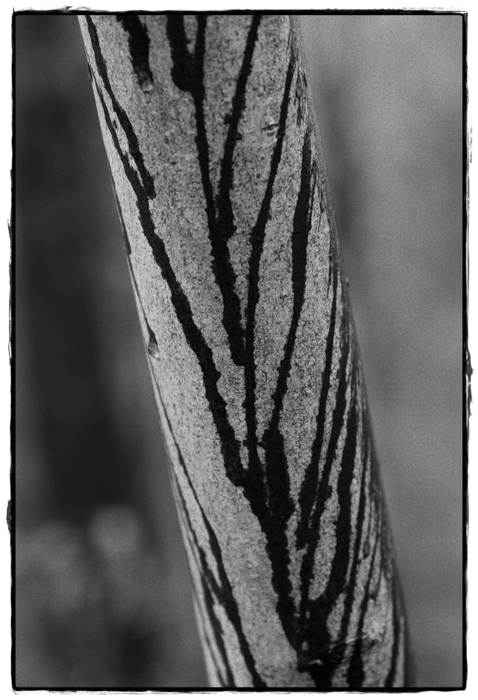 HST 1872 DxOFP ilford hps 800 (2)