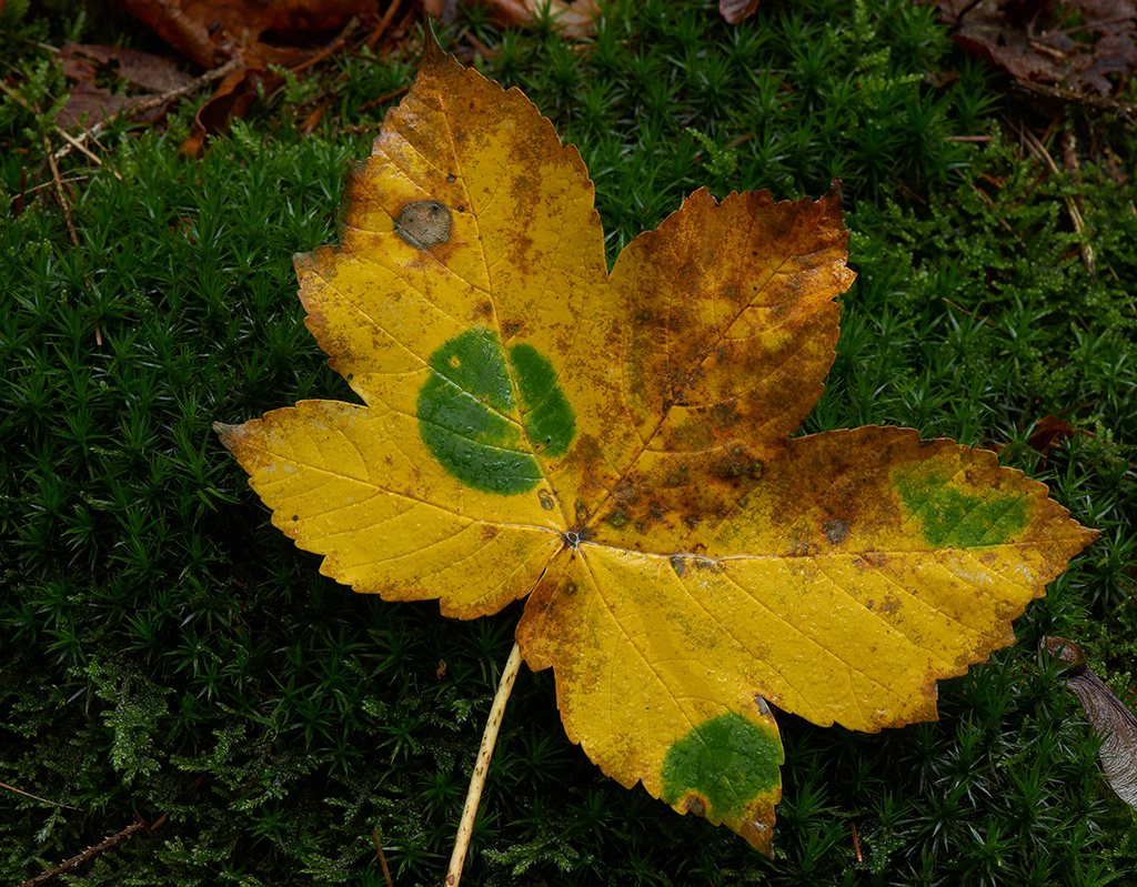 hsw DSC9945