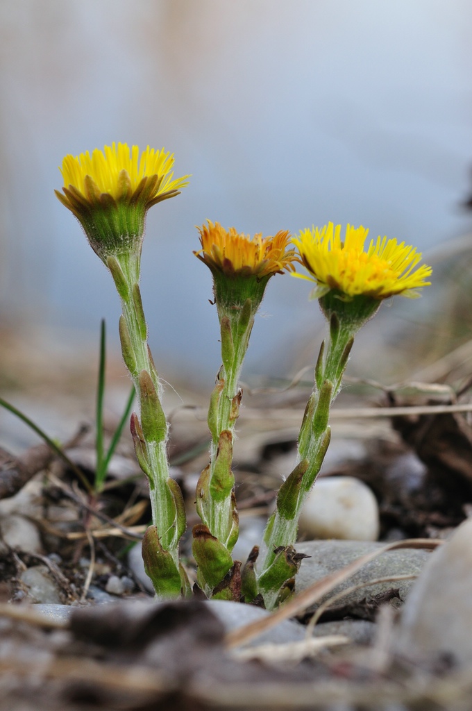 Huflattich (Tussilago farfara)