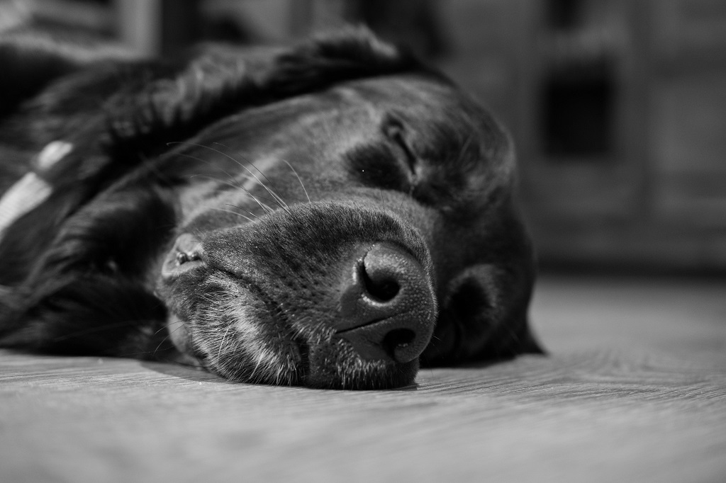 Hugo (3)